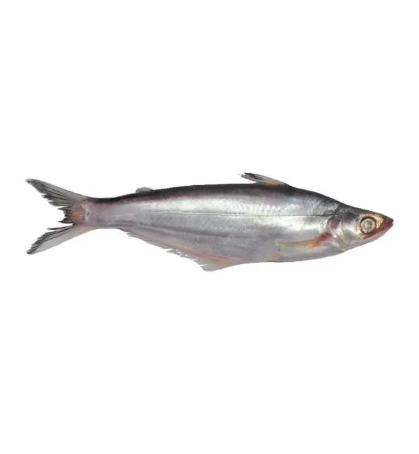 Bacha Whole — frozen Bacha