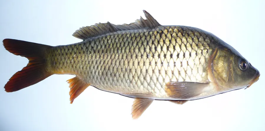Carp Fish