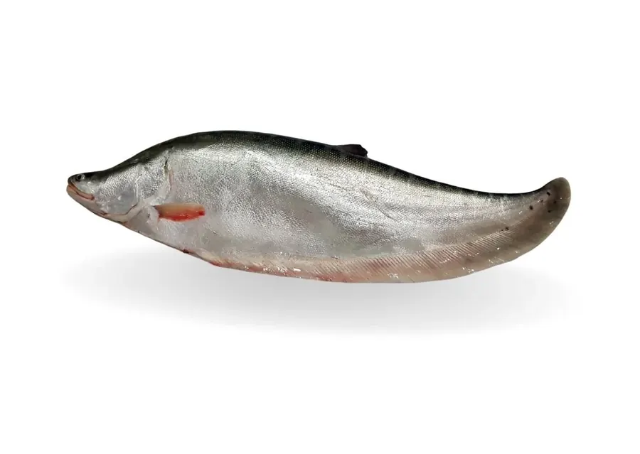 Chital Whole