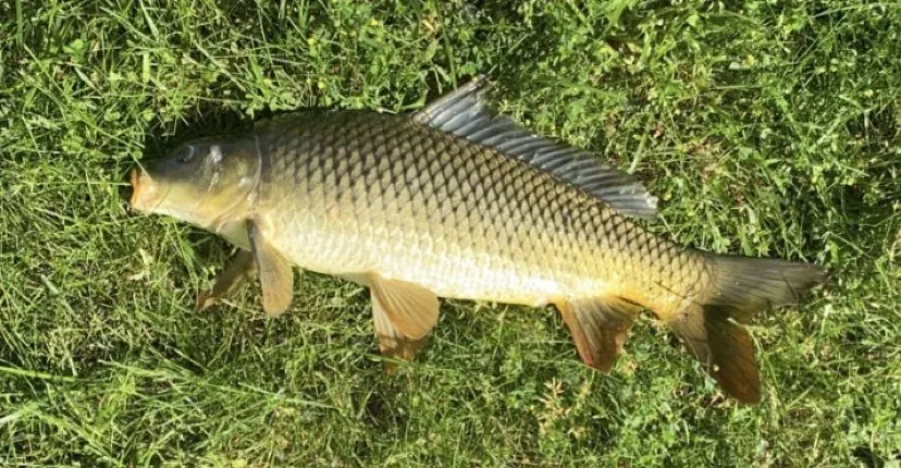 Grass Carp IQF