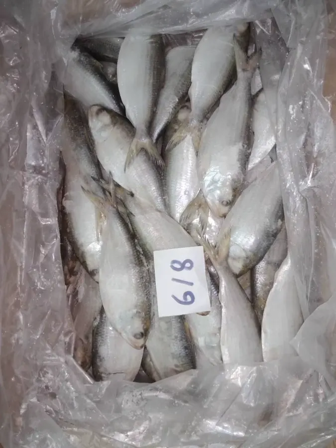 Hilsa IQF — frozen Hilsa